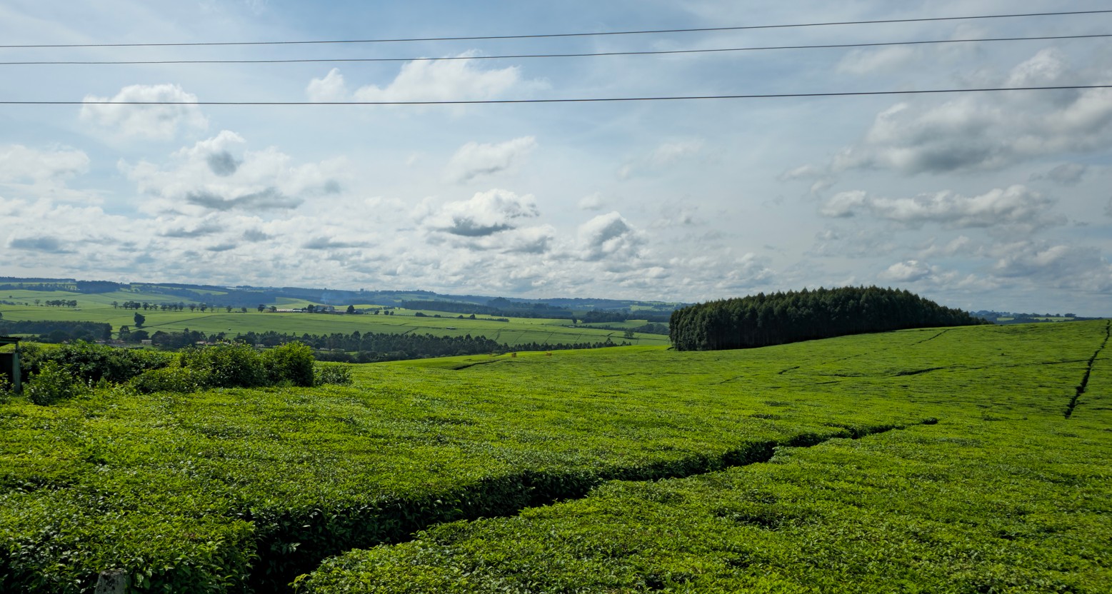 tea plantations in kericho