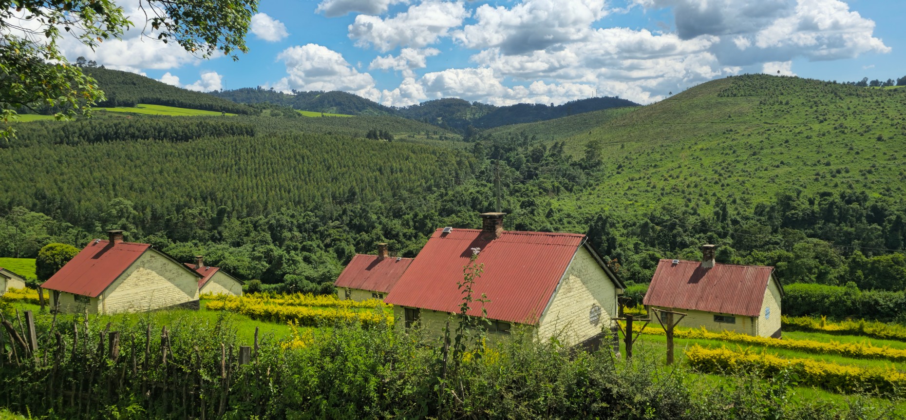 views near ikong tea farms